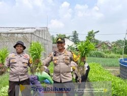 Bersama Warga di Sidoarjo Panen Kangkung Dukung Ketahanan Pangan