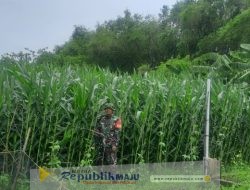 Kodim Lamongan Komsos dengan Petani Cabai, Tingkatkan Hasil Pertanian