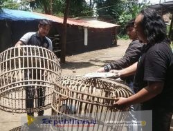 Komitmen Berantas 303, Polres Nganjuk Bongkar Arena Sabung Ayam