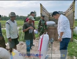 Babinsa Burneh Dampingi Bulog Serap Gabah Petani di Wilayah Binaan