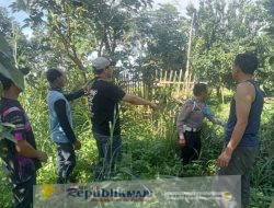 Polisi Ringkus Komplotan Pencuri Buah Alpukat di Karangploso Malang