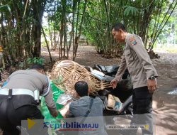 Tegas Berantas Perjudian Polisi Bongkar Lima Arena Sabung Ayam di Jember