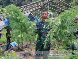 Kodim 0113/Gayo Lues dan BNN Musnahkan Ladang Ganja 3 Hektare
