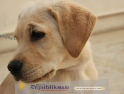 Polres Sragen Ungkap Penelusuran Awal Video Anjing Dikuliti Hidup-hidup