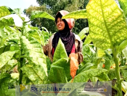 APTI Bondowoso Usulkan Asuransi Tanaman Tembakau ke Pemerintah